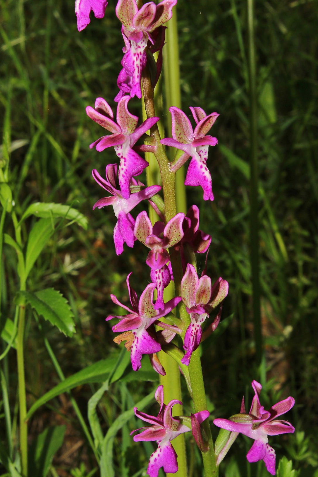 Orchis clandestina Hautz.